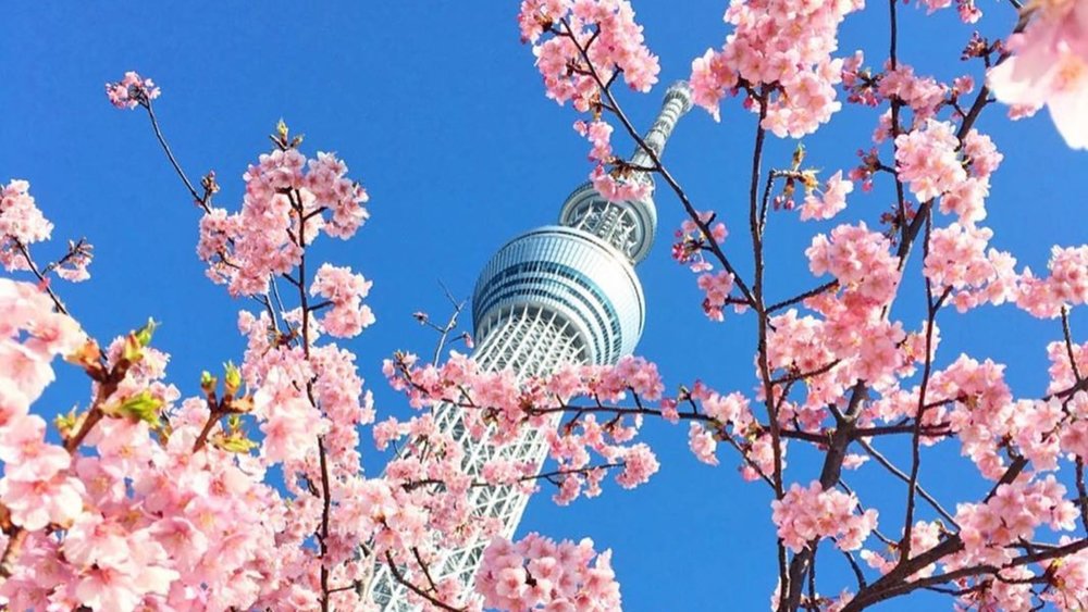 Tokyo's buzz doesn't stop in the rain; soak it all in from above from Tokyo Skytree Credits: @tokyoskytree_official on Instagram