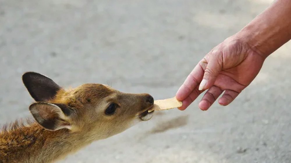 Senbei is even deer-approved!