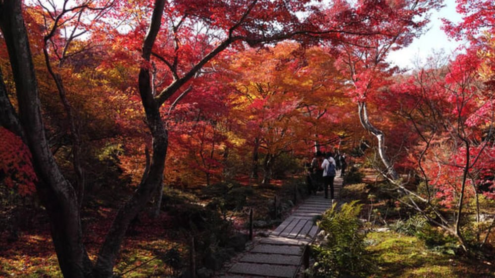 Enjoy the falling leaves during this season. Photo credits: bethom33 on Flickr