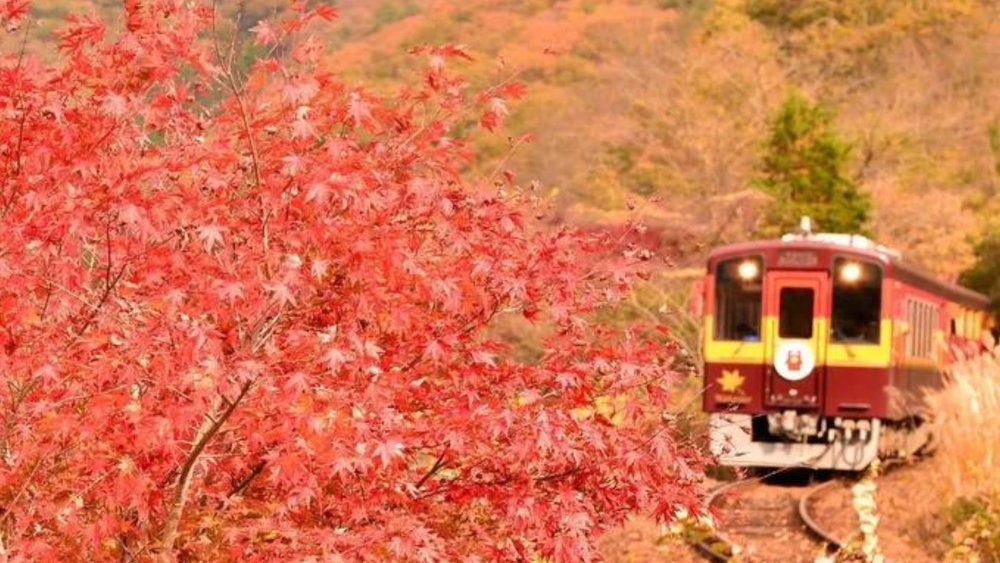 Take a train ride to view the changing colours of fall.