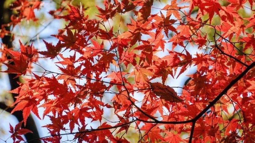 Visiting Japan in autumn is always a good idea.