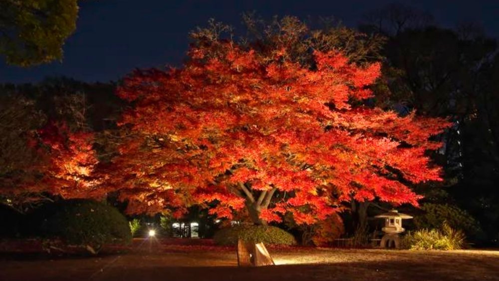 You can still visit the garden at nighttime. Photo credits: Tokyo Park Association