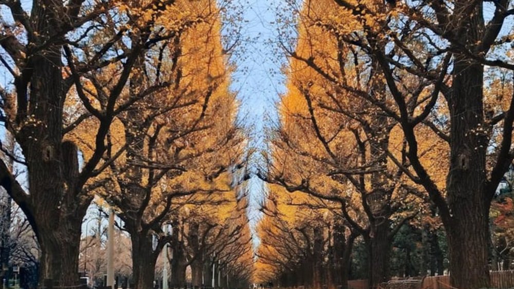 Icho Namiki is lined with ginkgo trees. Photo credits: @shinyakuraoka on Instagram