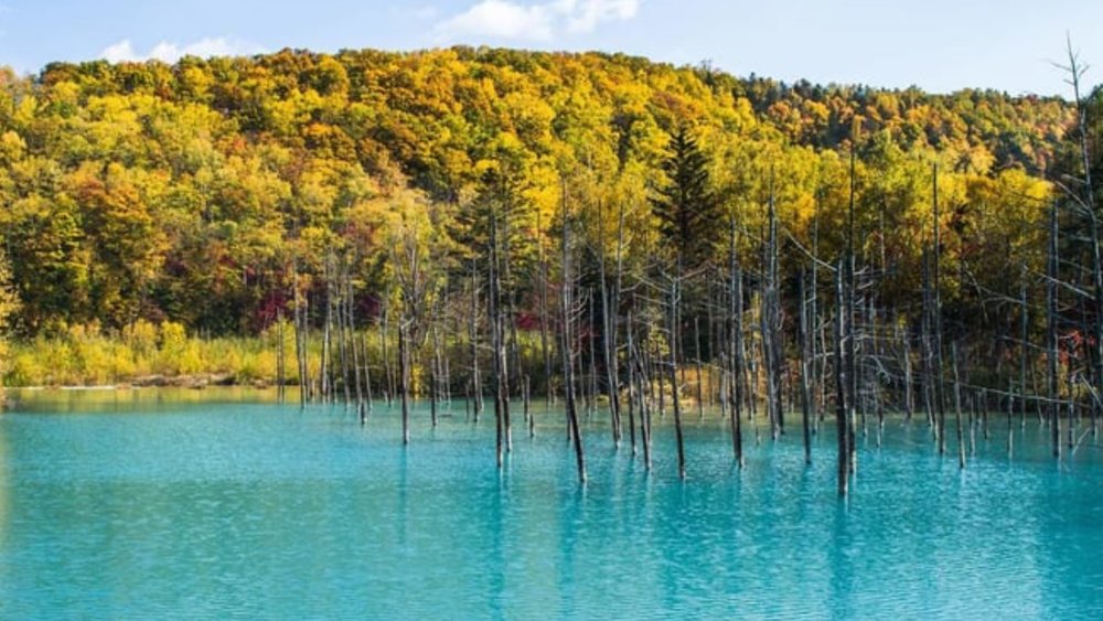 Have you ever seen a pond so blue?