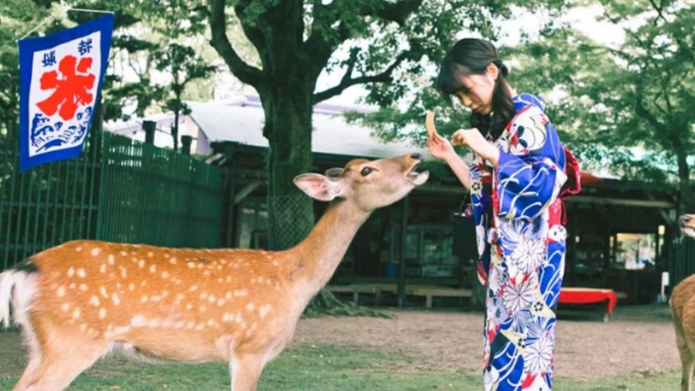 The deer at Nara Park will come right up to you