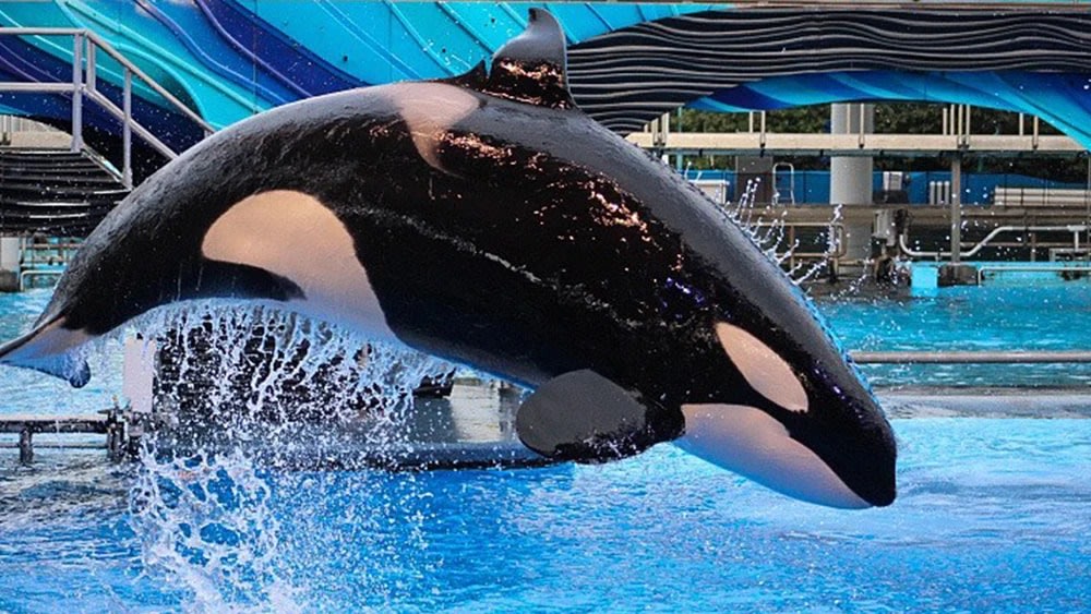 Chiêm Ngưỡng Cá Voi Sát Thủ Tại Orca Encounter