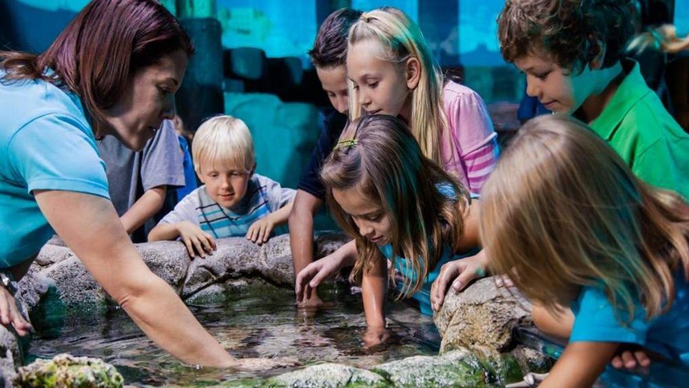 Kids using the touch pools in SEA LIFE Aquarium