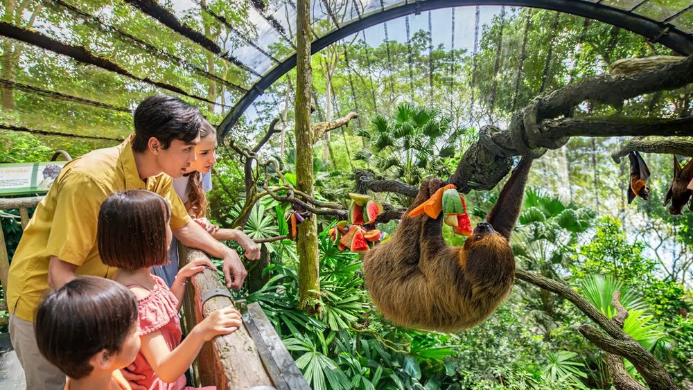 Family looking at a sloth in Singapore Zoo