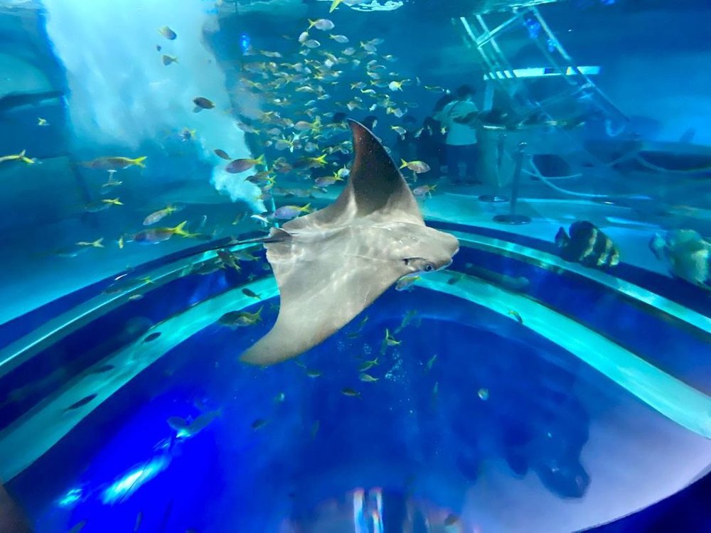 atoa最大の海水水槽「Mega Cylinder」