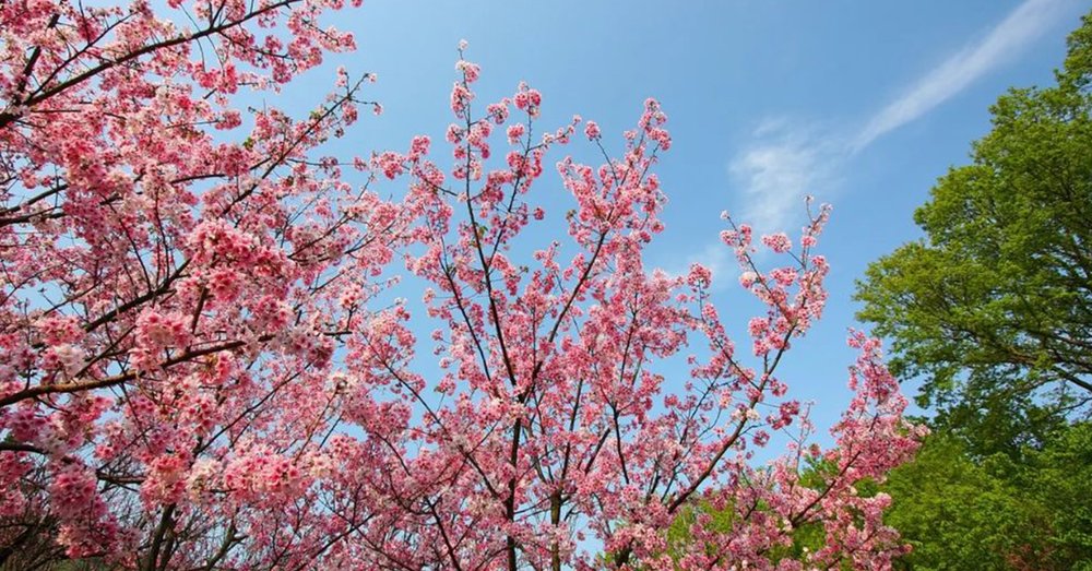 tour-du-lich-dai-bac