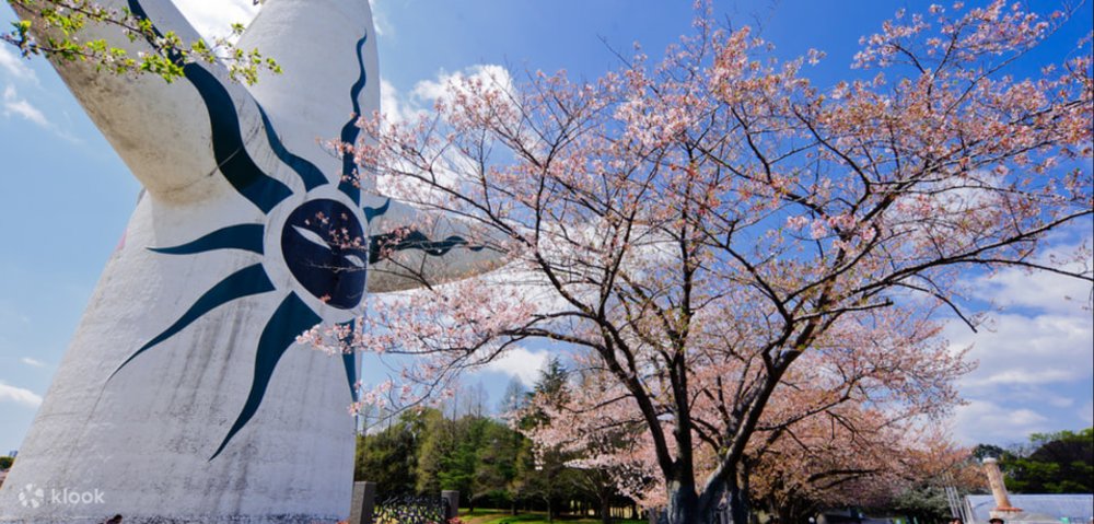 Cherry blossom tree