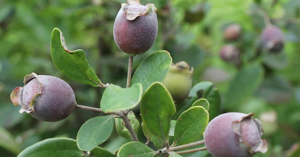 cho-duong-dong-phu-quoc