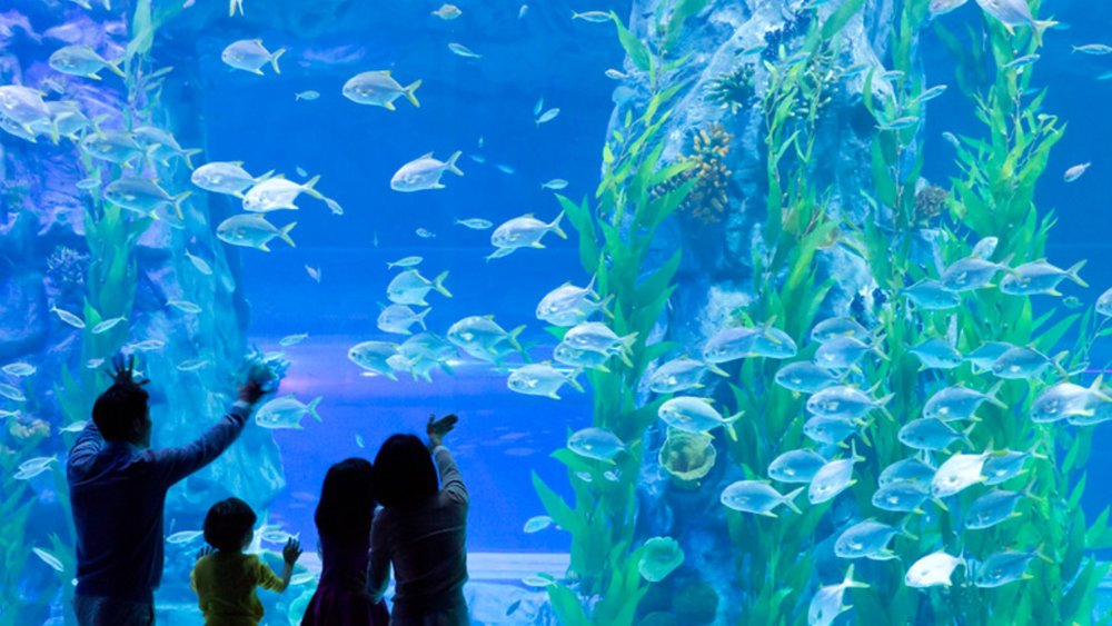 a family enjoying Lotte World Aquarium