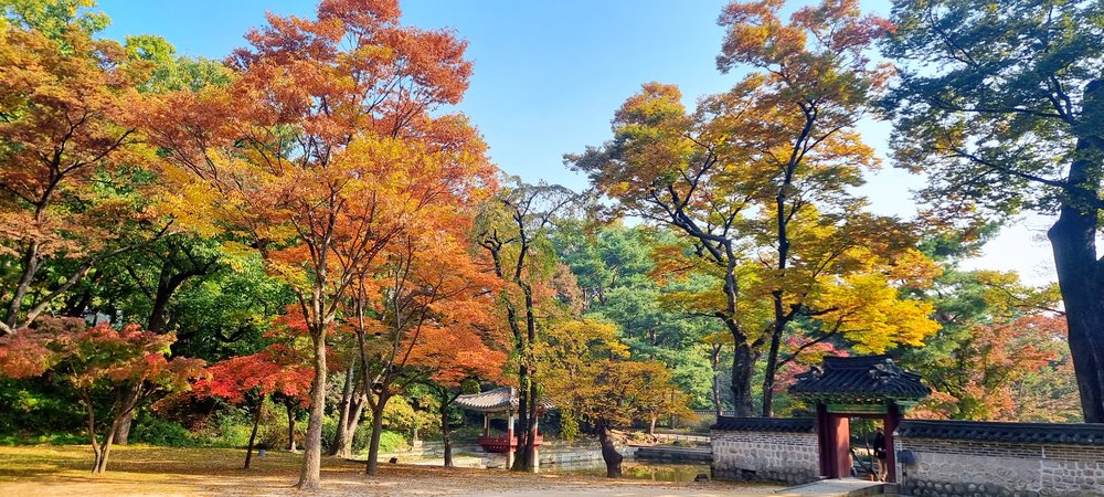 Red and orange trees