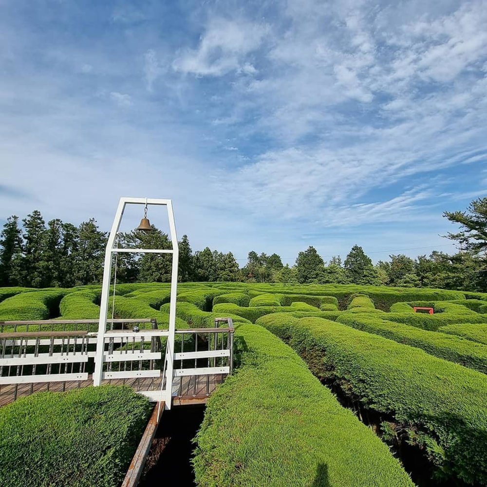 Green maze labyrinth