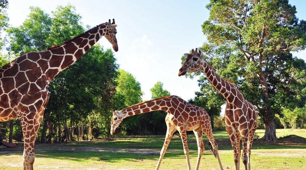 Giraffe roaming around
