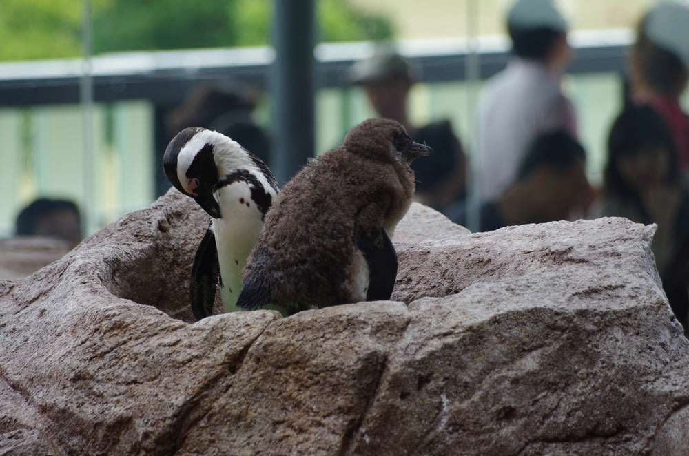 京都水族館