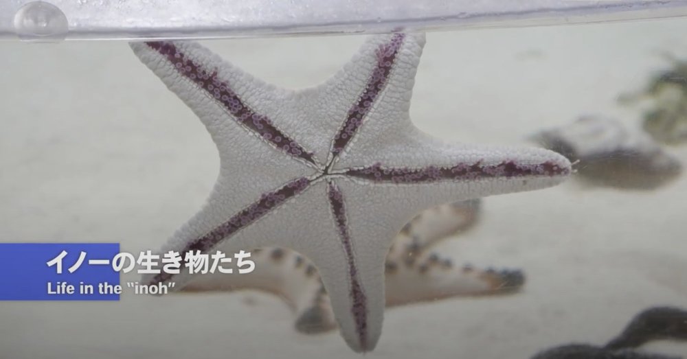 Okirip 美ら海水族館 イノーの生き物たち
