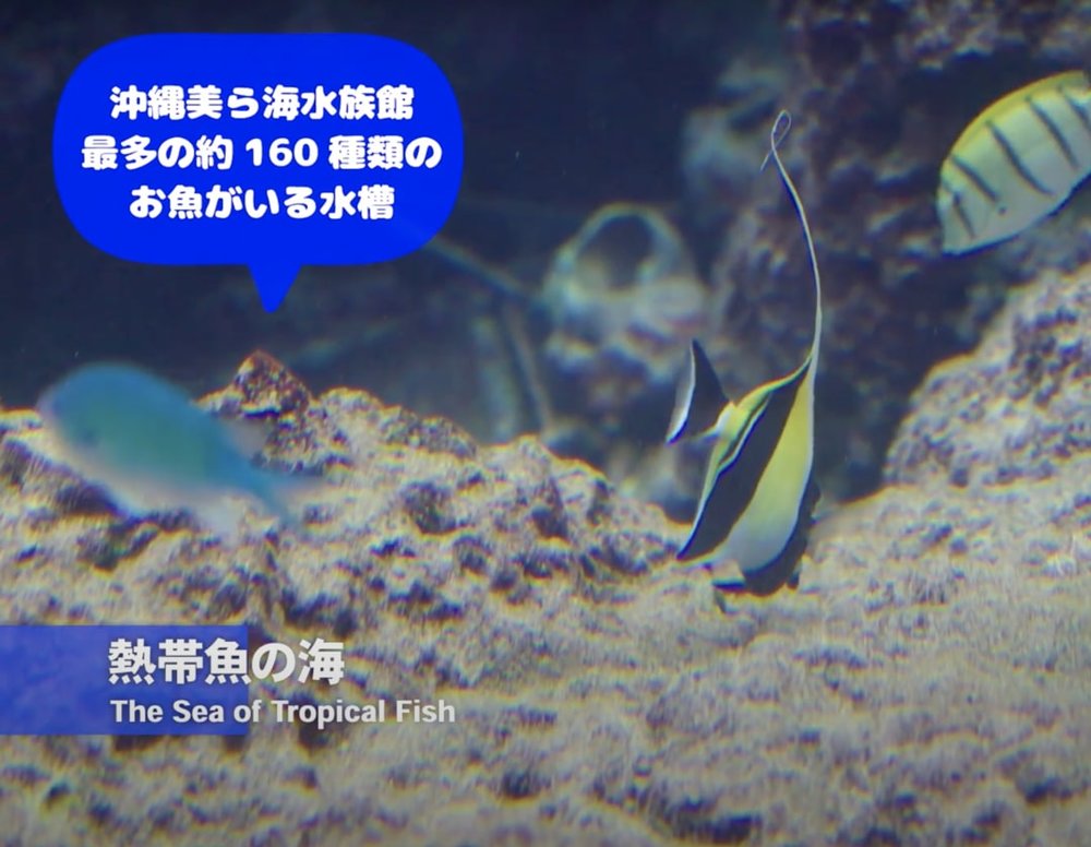 Okirip 美ら海水族館 熱带魚の海