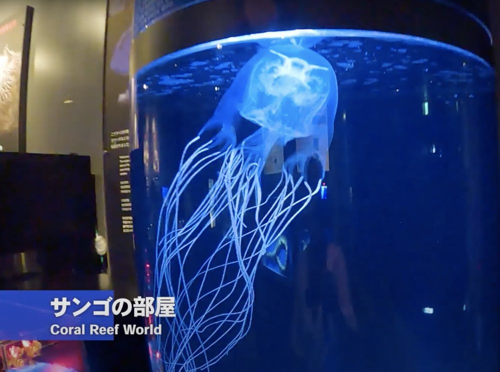 Okirip 美ら海水族館  サンゴの部屋