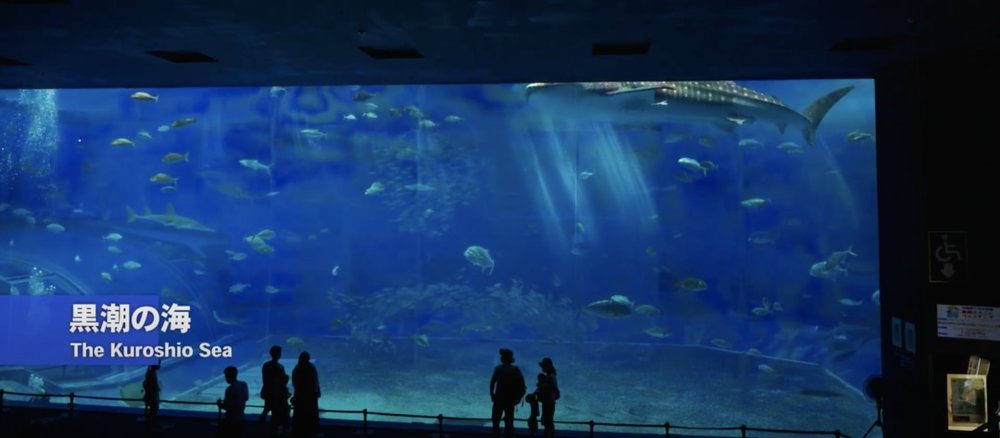 Okirip 美ら海水族館 黒潮の海