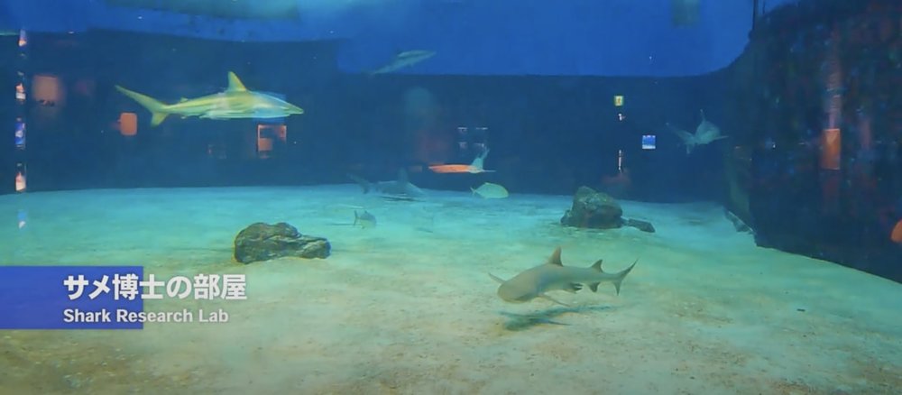 Okirip 美ら海水族館 サメ博士の部屋