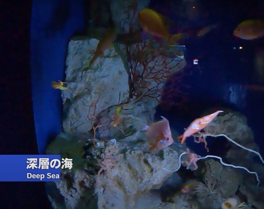 Okirip 美ら海水族館 deep sea