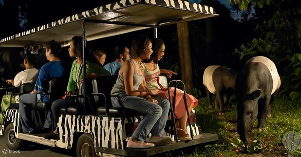 Tham gia các tour tham quan Night Safari Singapore