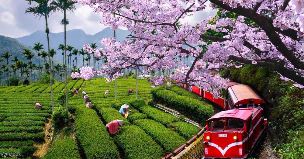Tour Ngày Đường Sắt Rừng Alishan Từ Đài Trung