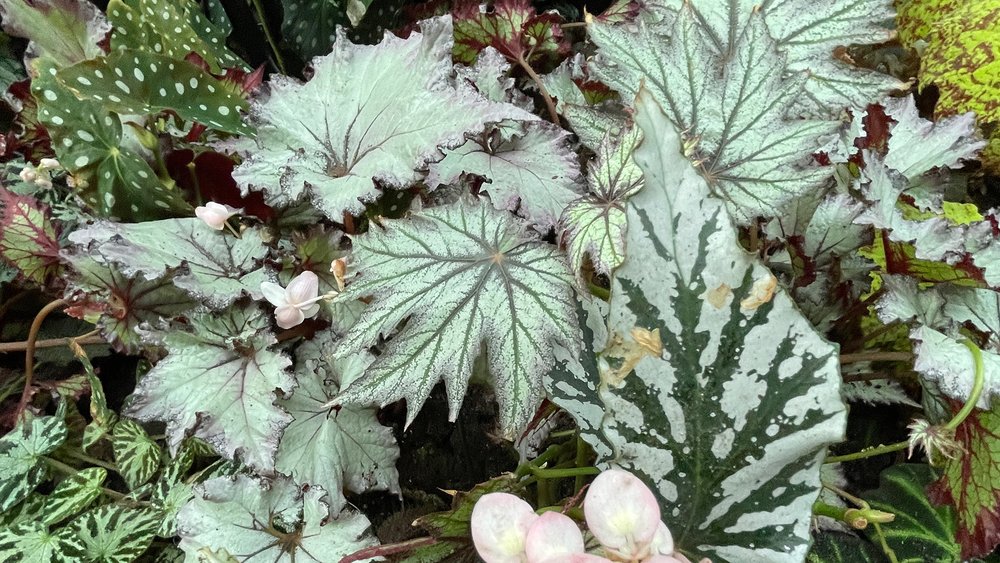 พบกับต้นไม้ที่ไม่น่าเชื่อว่ามีอยู่จริงบนโลกมนุษย์