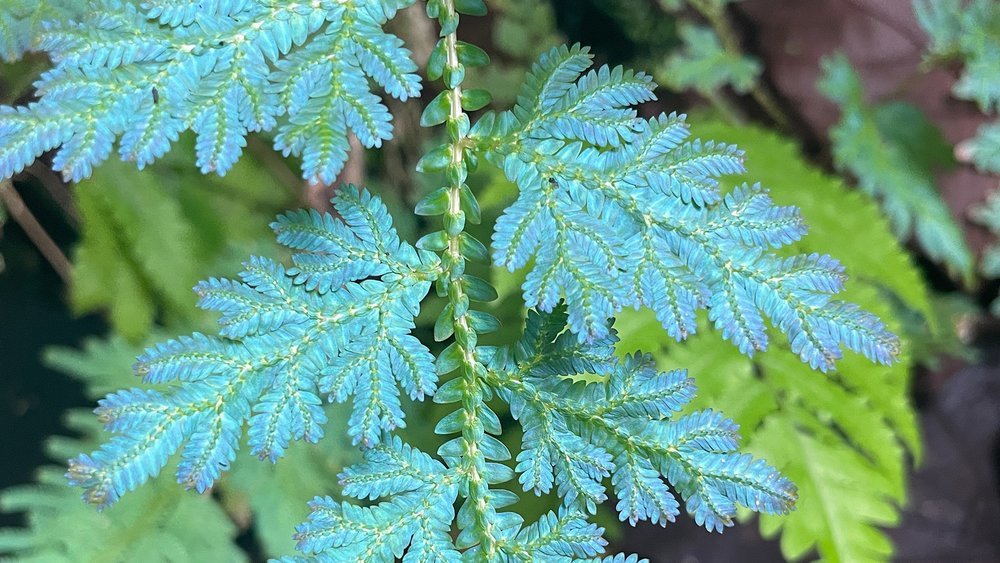 พบกับต้นไม้ที่ไม่น่าเชื่อว่ามีอยู่จริงบนโลกมนุษย์