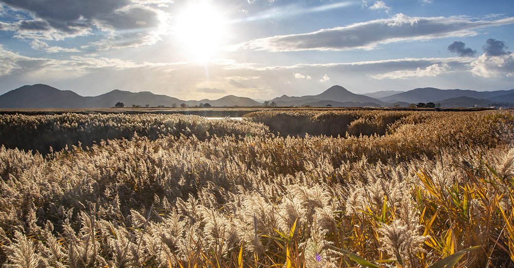 Vịnh SunCheon - Jeolla