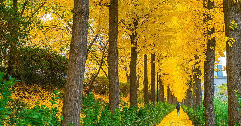 Asan Gingko Tree Road - Chungcheongnam