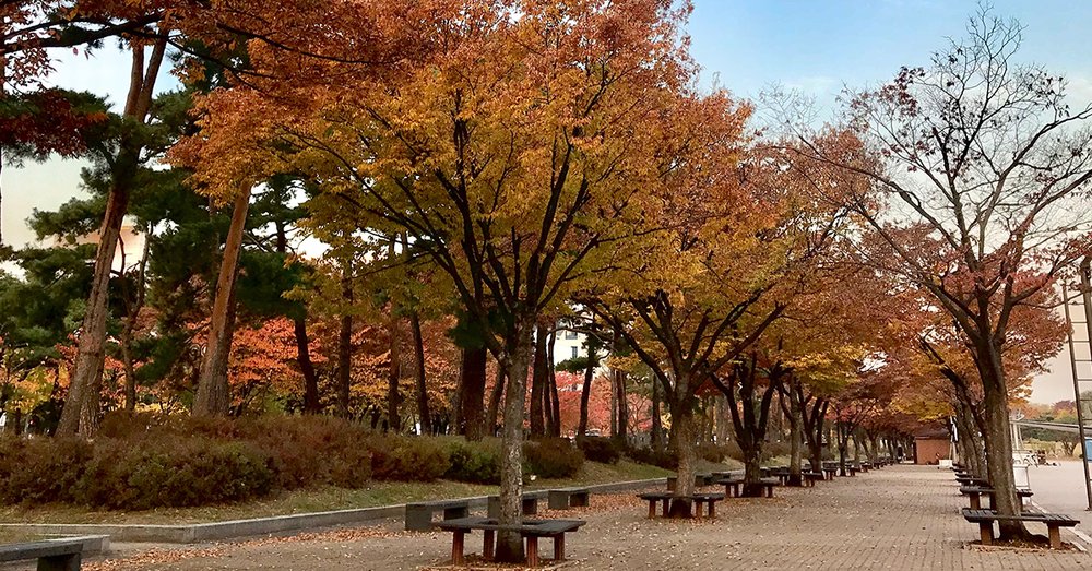 Công viên Yeouido - Seoul