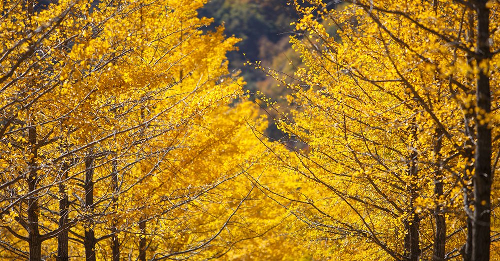 Rừng Bạch Quả Hongcheon - Gangwon-do