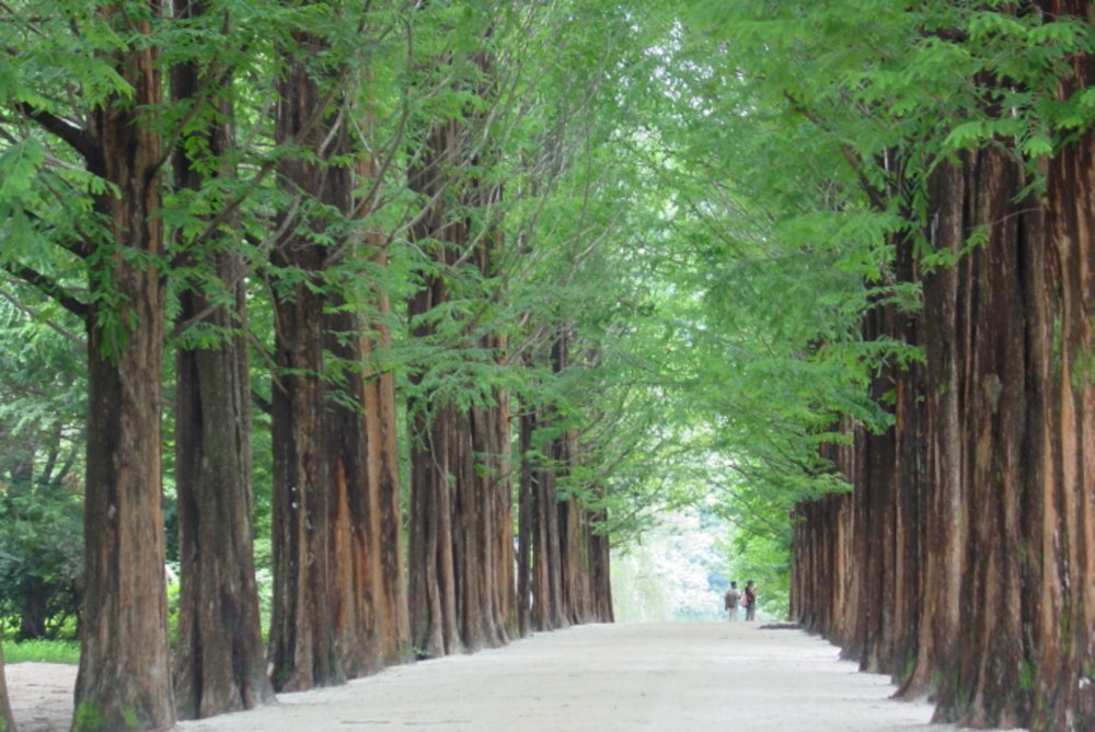 南怡島自由行, 南怡島一日遊, 南怡島銀杏, 南怡島櫻花, 南怡島景點, 南怡島紅葉