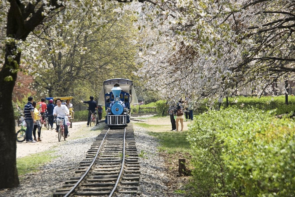 南怡島自由行, 南怡島一日遊,南怡島銀杏, 南怡島櫻花, 南怡島景點