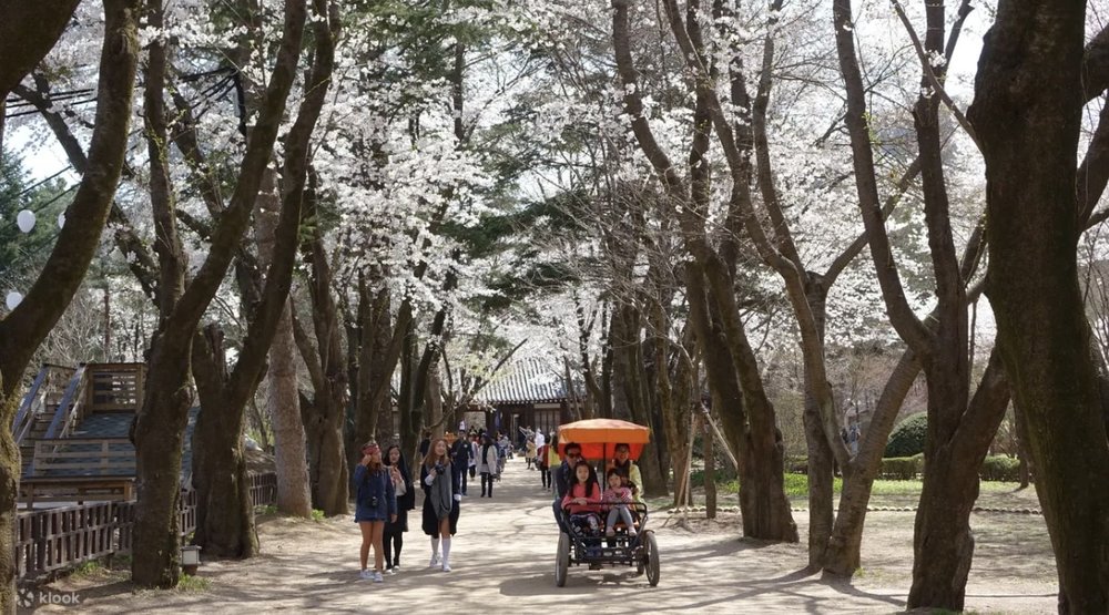 南怡島自由行, 南怡島一日遊推介, 南怡島行程, 南怡島景點, 南怡島交通, 南怡島櫻花