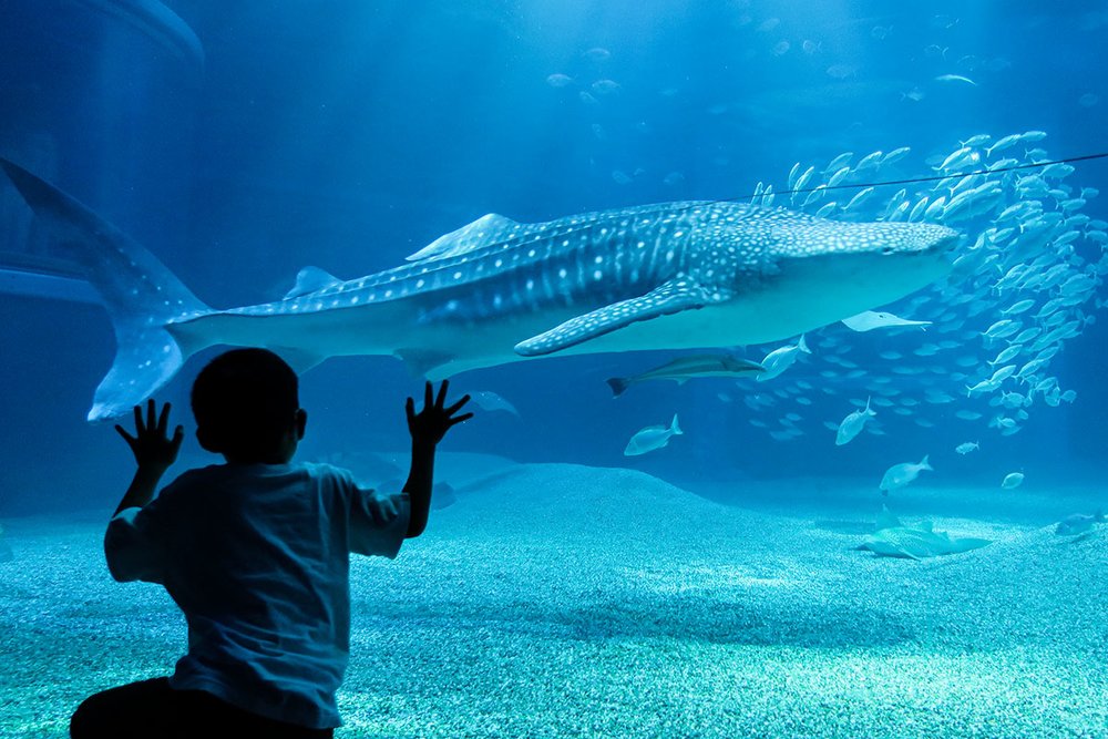 Osaka Aquarium Kaiyukan Whale Shark