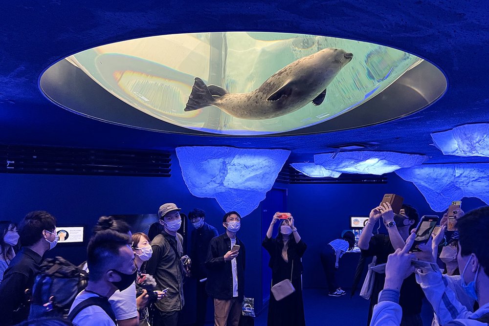 Osaka Aquarium Kaiyukan Ringed Seals