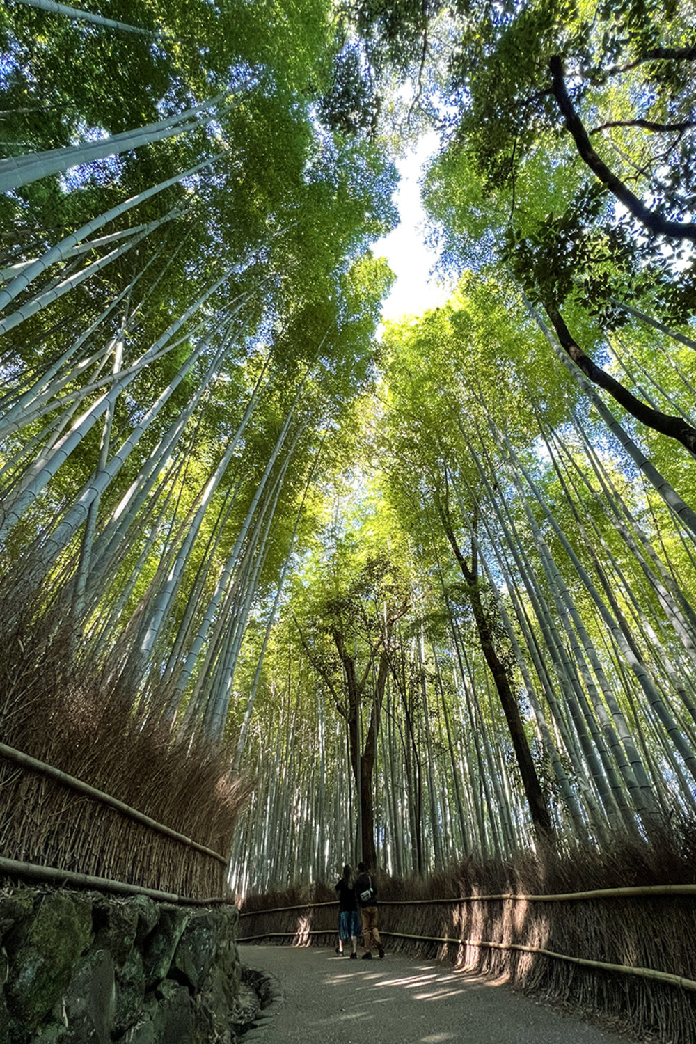 Arashiyama Bamboo Forest