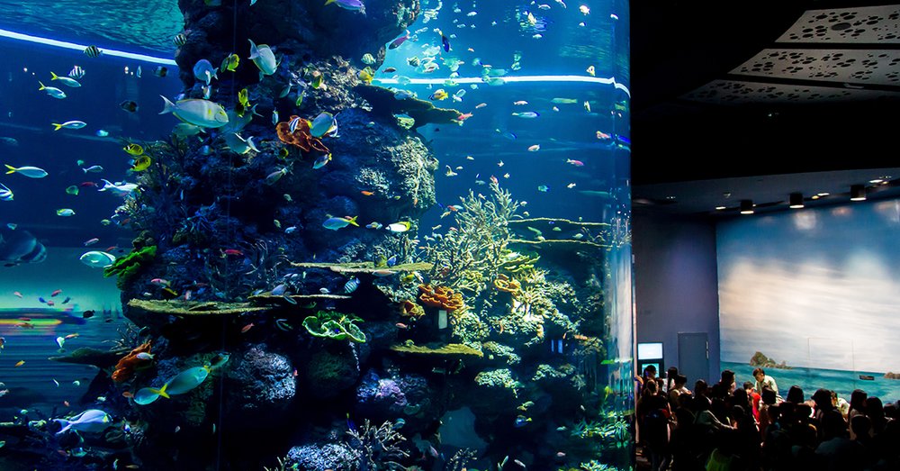 Thủy Cung Thái Bình Dương Aquarium Of The Pacific