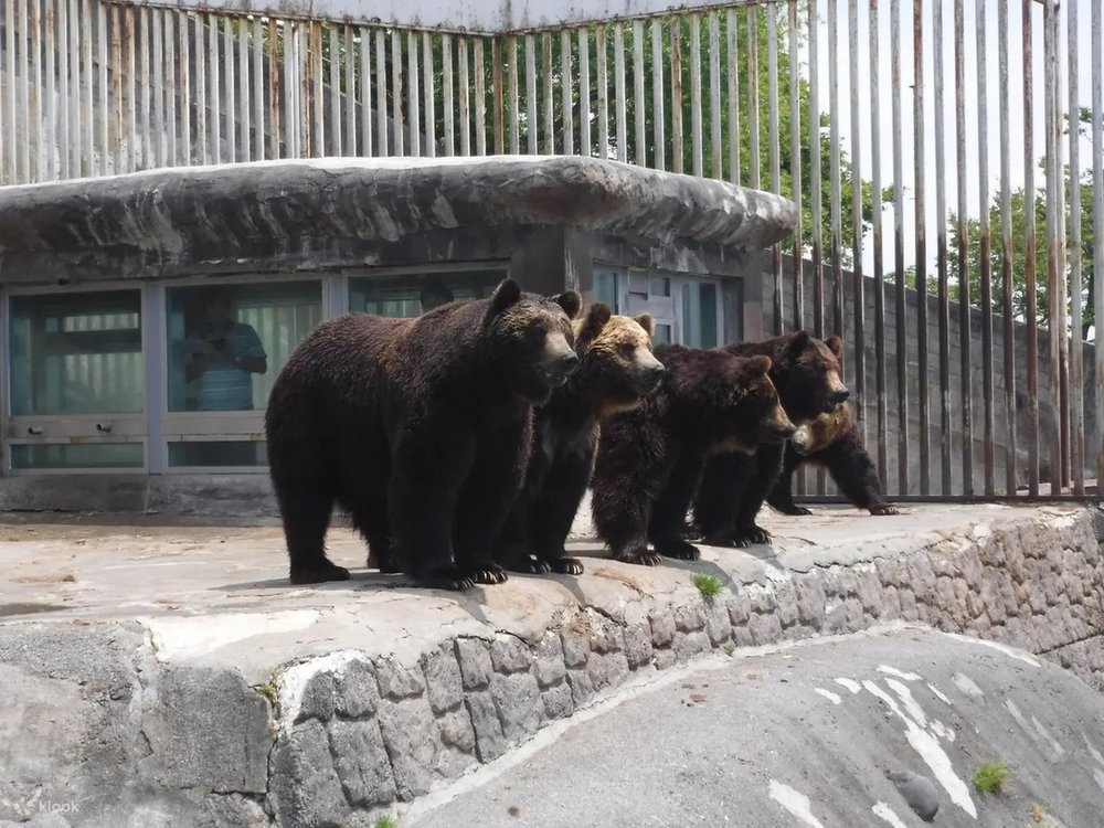 のぼりべつクマ牧場