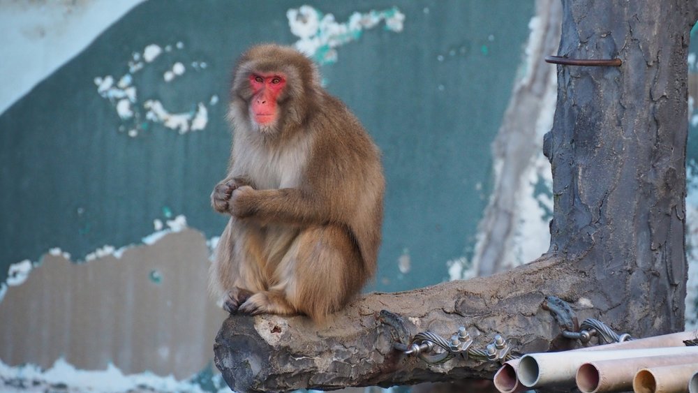 函館市熱帯植物