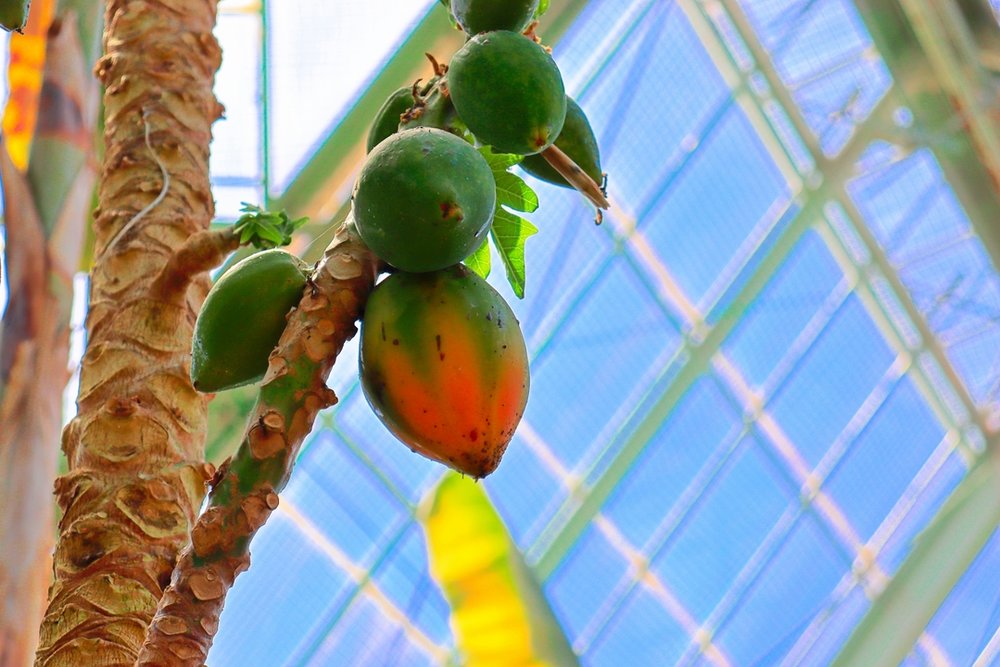 函館市熱帯植物