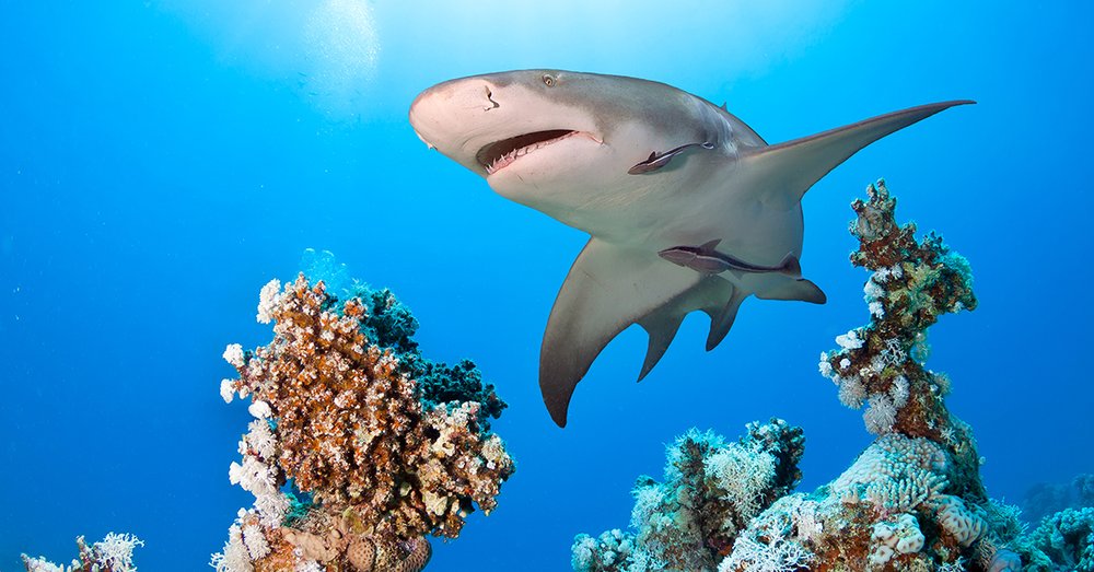 Thủy Cung Shark Reef