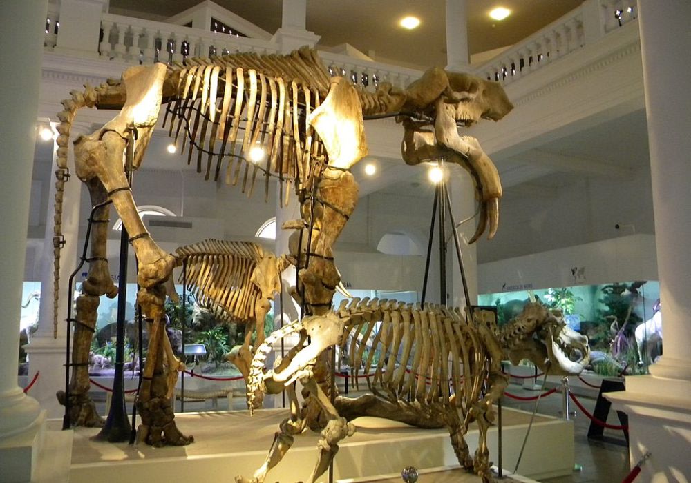 Bảo Tàng Khoa học Tự nhiên Quốc gia