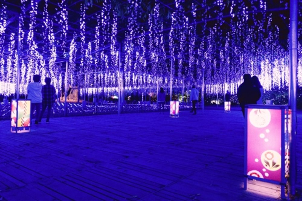 東京聖誕燈飾｜足利花卉公園