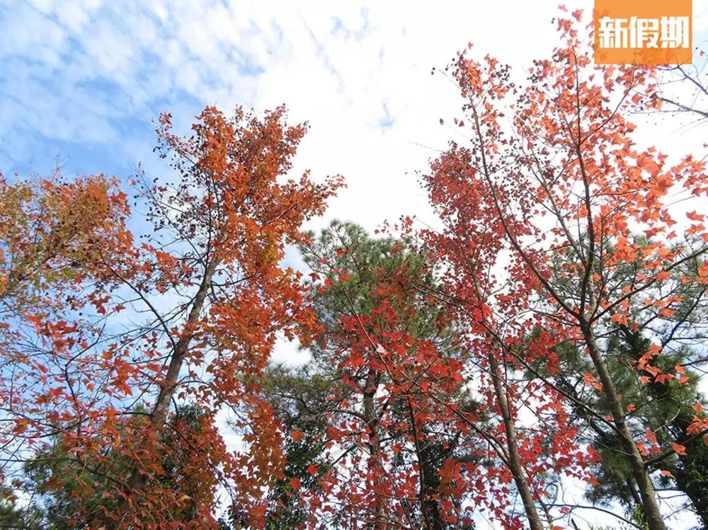 【大棠紅葉2022】賞楓路線推介！最新紅葉指數｜附交通＋周邊活動推介