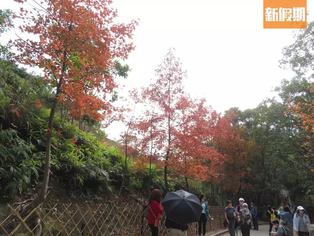 【大棠紅葉2022】賞楓路線推介！最新紅葉指數｜附交通＋周邊活動推介